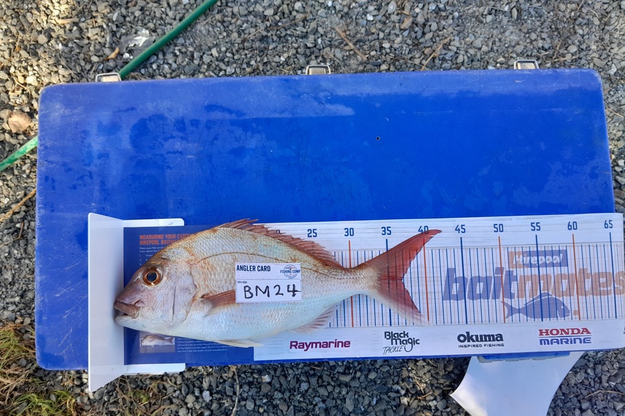 Jose Broughton caught this 36.5cm Snapper at Northland during The Hirepool Baitmates Fishing Comp